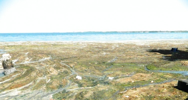 Denuncian inoperatividad de planta de tratamiento de aguas servidas 1 1548 4AAA